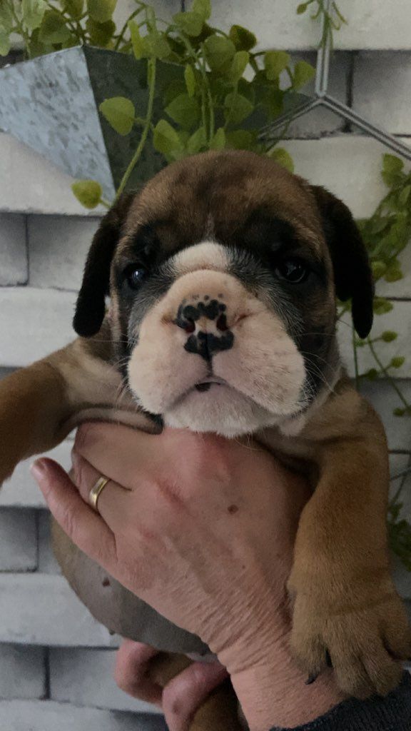 Stocky Family - Chiot disponible  - Bulldog Anglais