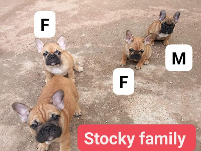 Stocky Family - Bouledogue français - Portée née le 16/12/2023