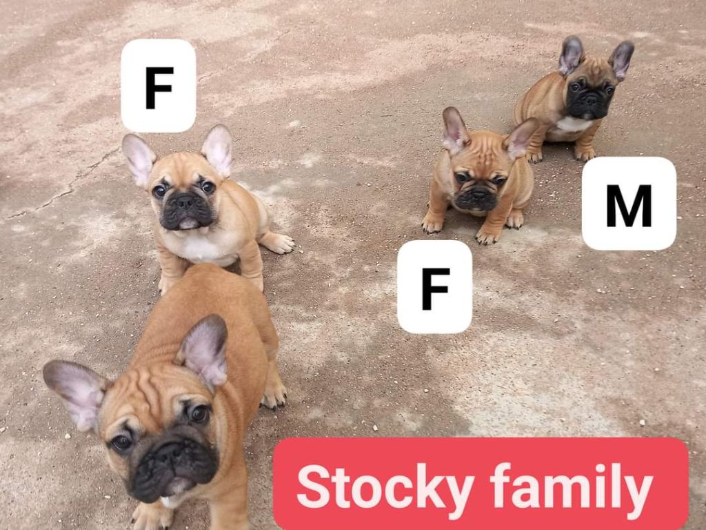 chiot Bouledogue français Stocky Family