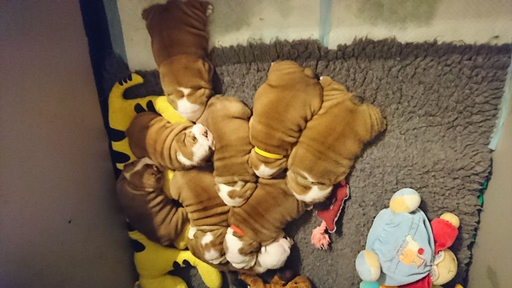 chiot Bulldog Anglais Stocky Family