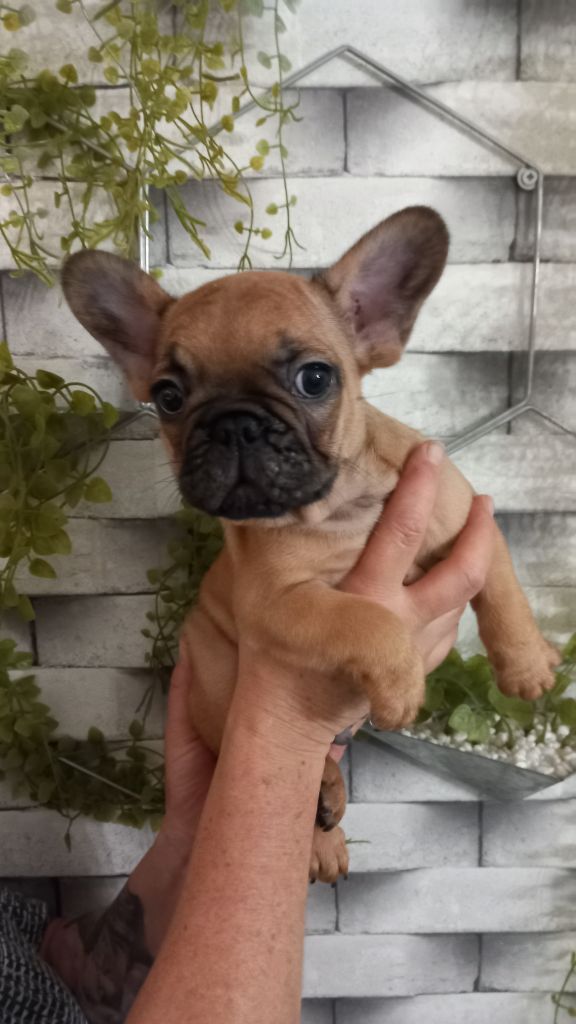 Stocky Family - Chiot disponible  - Bouledogue français