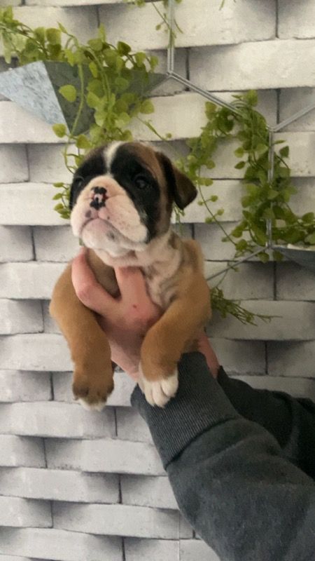 Stocky Family - Chiot disponible  - Bulldog Anglais