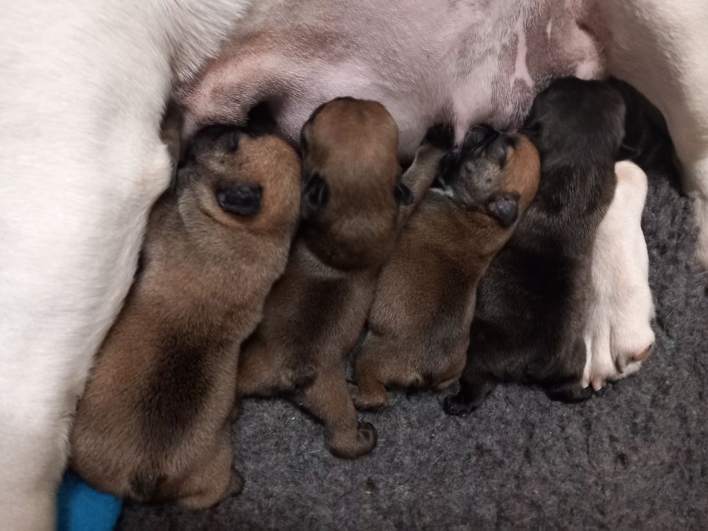 chiot Bouledogue français Stocky Family