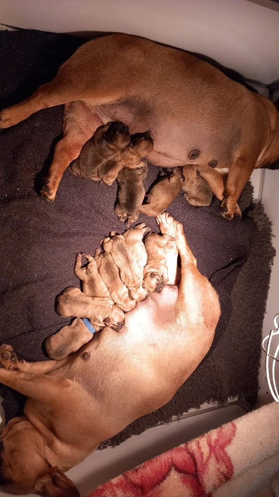 chiot Bouledogue français Stocky Family