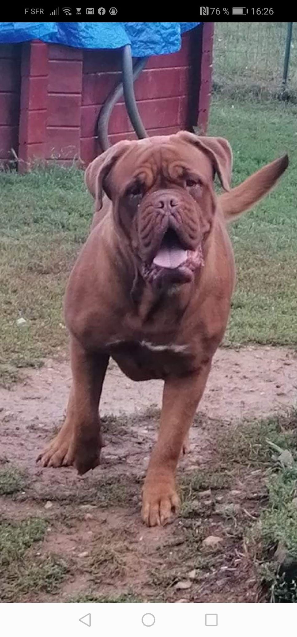 Nouchka Du clos des malicieuses