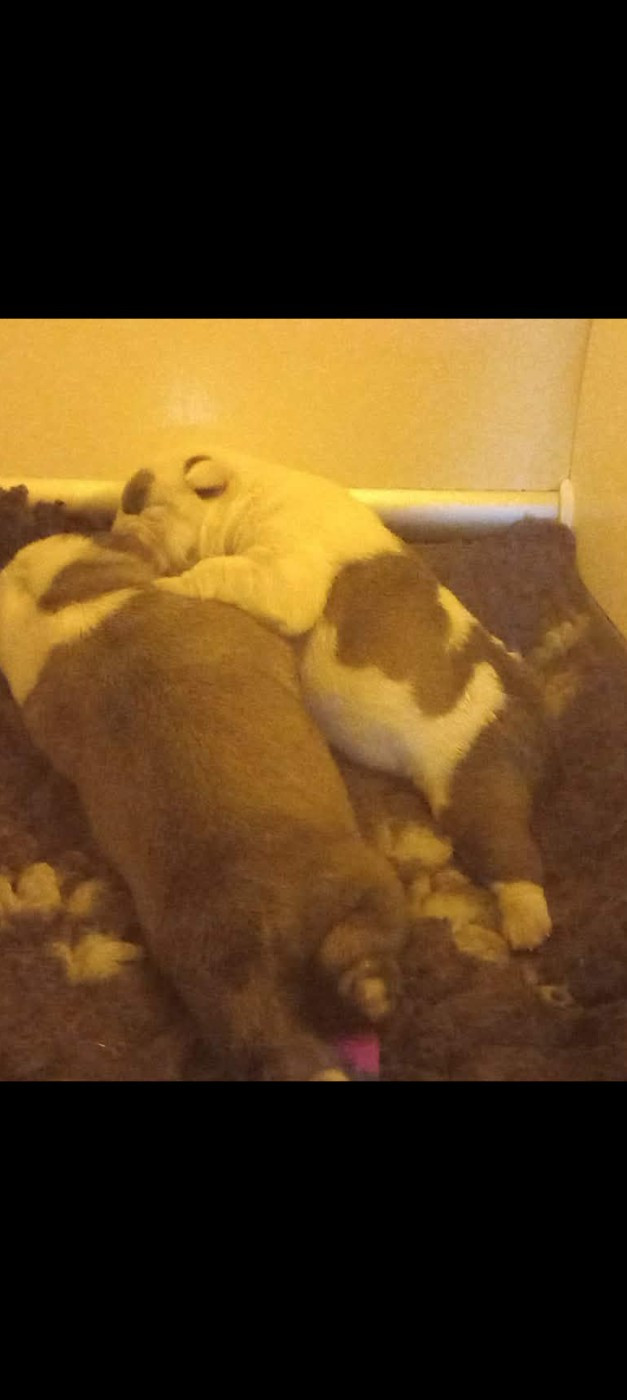 Stocky Family - Chiots disponibles à la réservation 2026