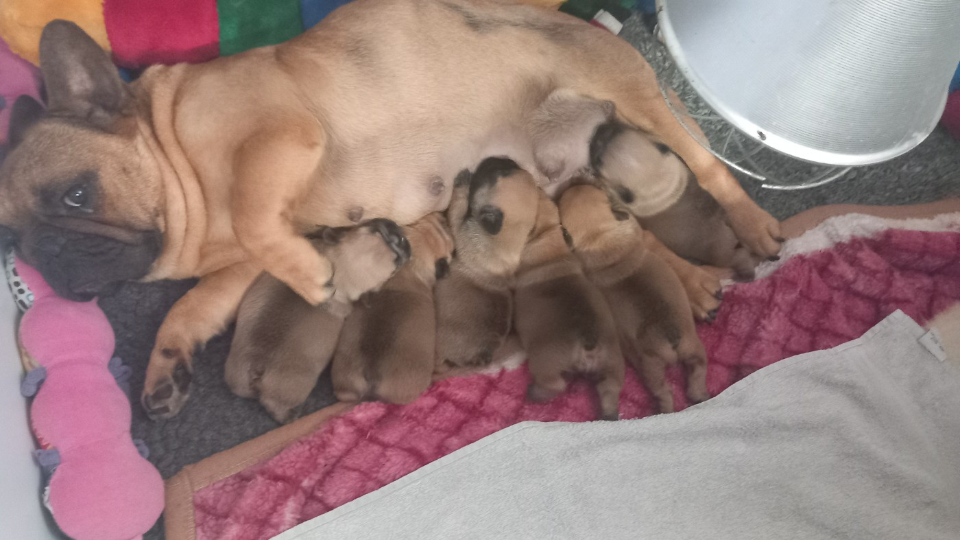 Chiots bouledogue Francais lof