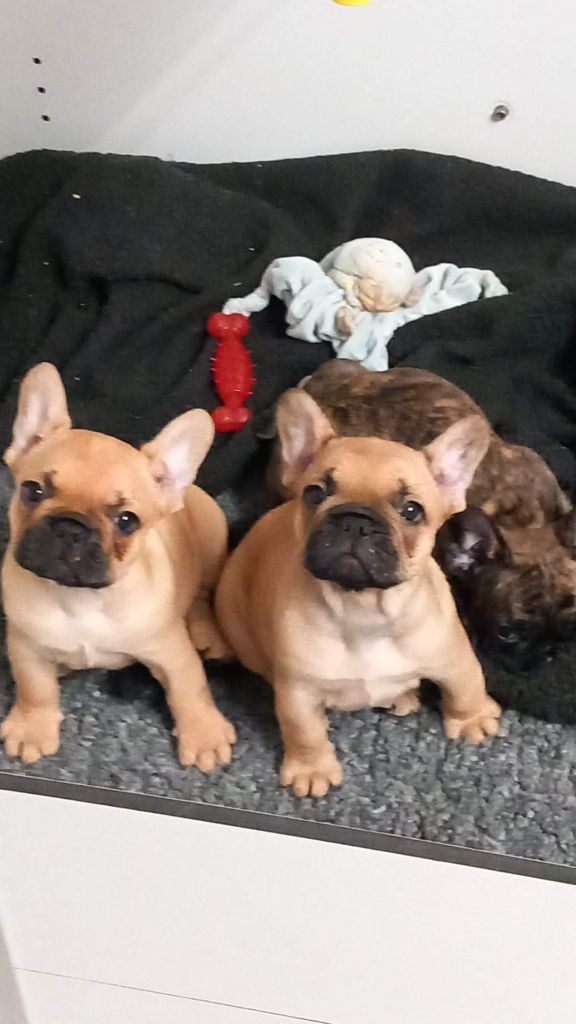 Chiots bouledogue français LOF 