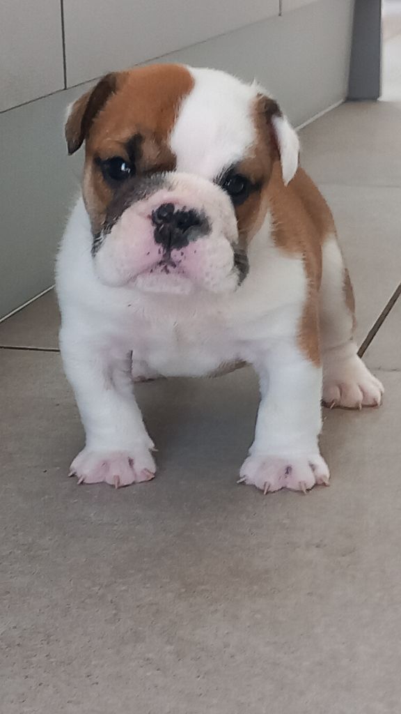 Stocky Family - Chiots disponibles - Bulldog Anglais