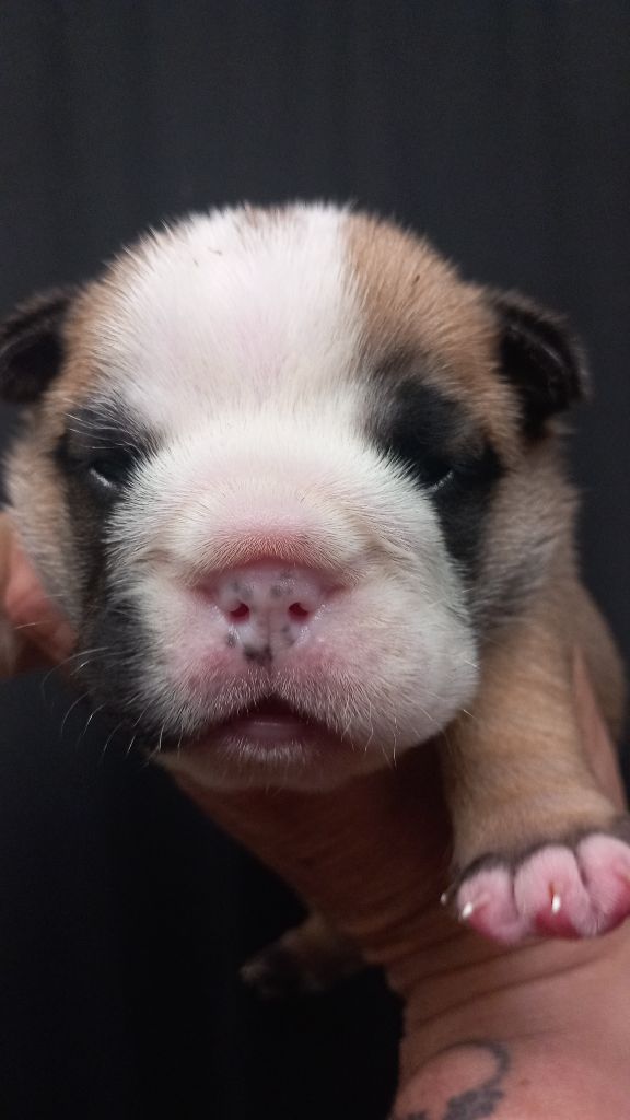 Stocky Family - Chiots disponibles - Bulldog Anglais