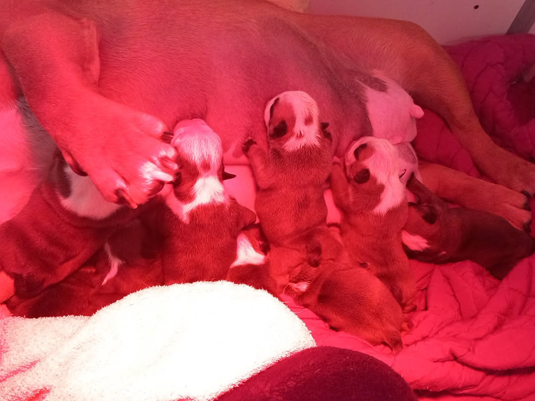 Stocky Family - Bulldog Anglais - Portée née le 18/03/2026