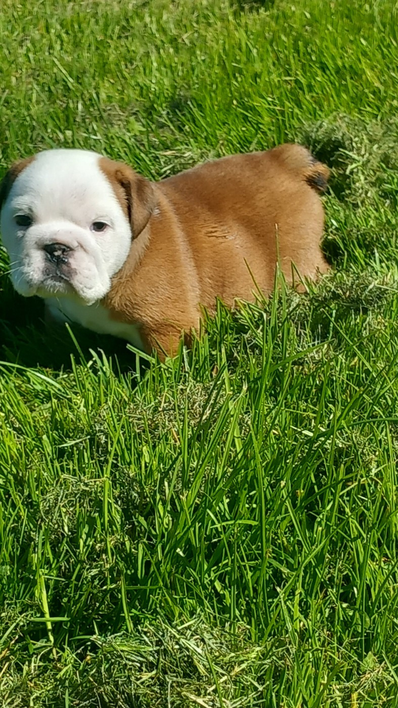 Stocky Family - Chiots disponibles - Bulldog Anglais
