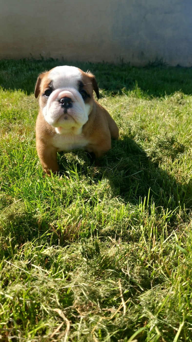 Stocky Family - Chiots disponibles - Bulldog Anglais