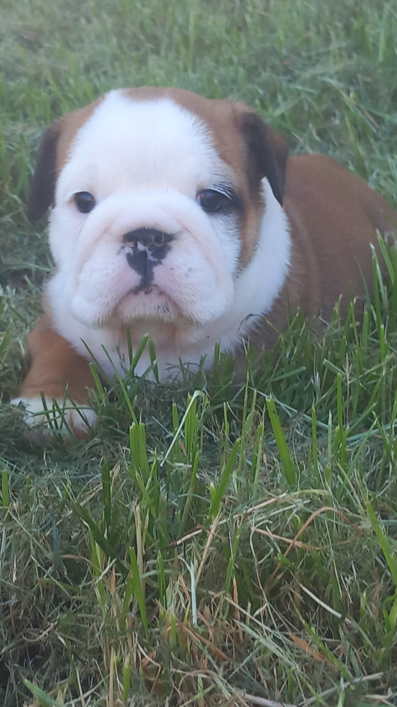 Stocky Family - Chiots disponibles - Bulldog Anglais