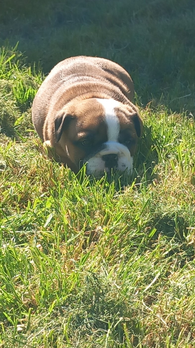 Stocky Family - Chiots disponibles - Bulldog Anglais