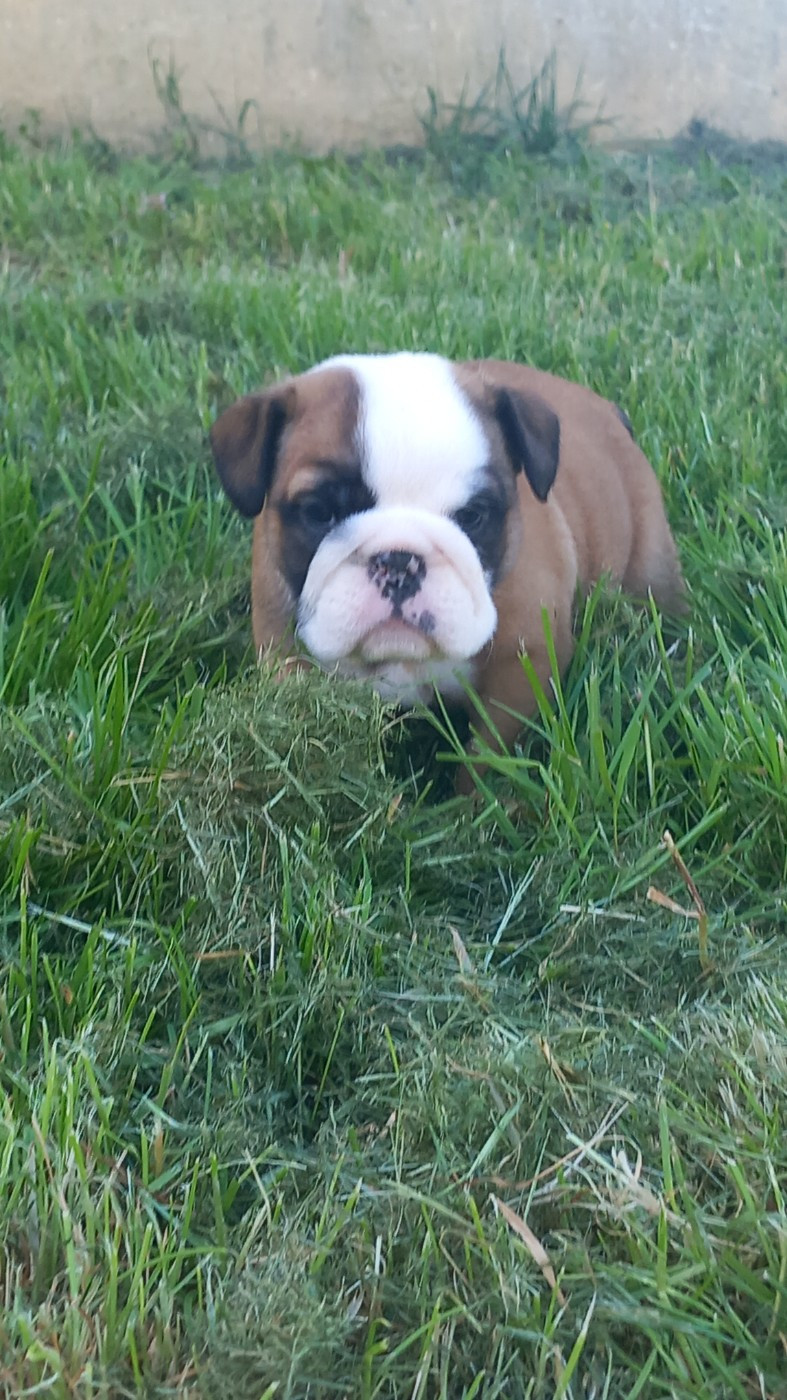 Stocky Family - Chiots disponibles - Bulldog Anglais