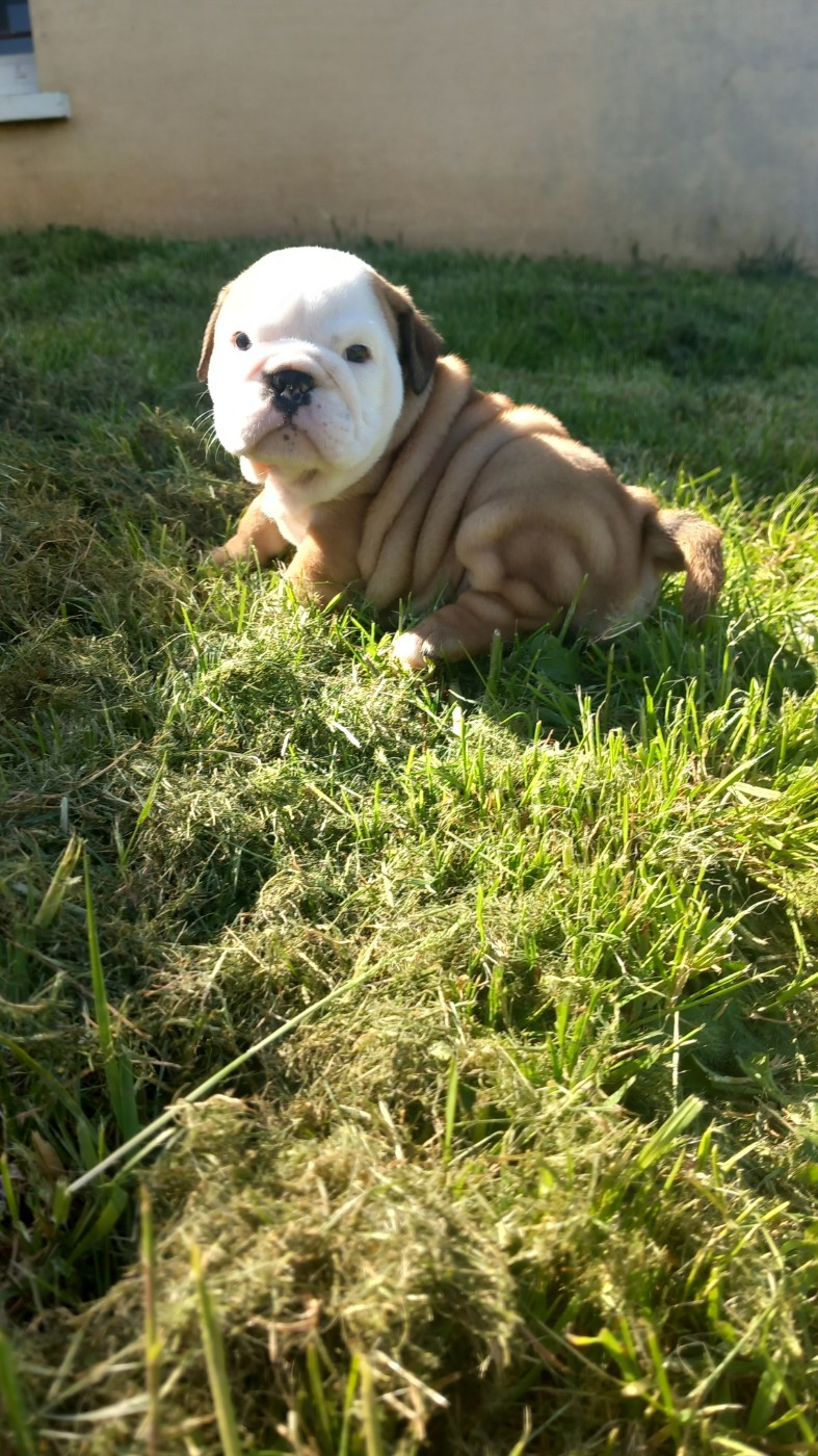 Stocky Family - Chiots disponibles - Bulldog Anglais