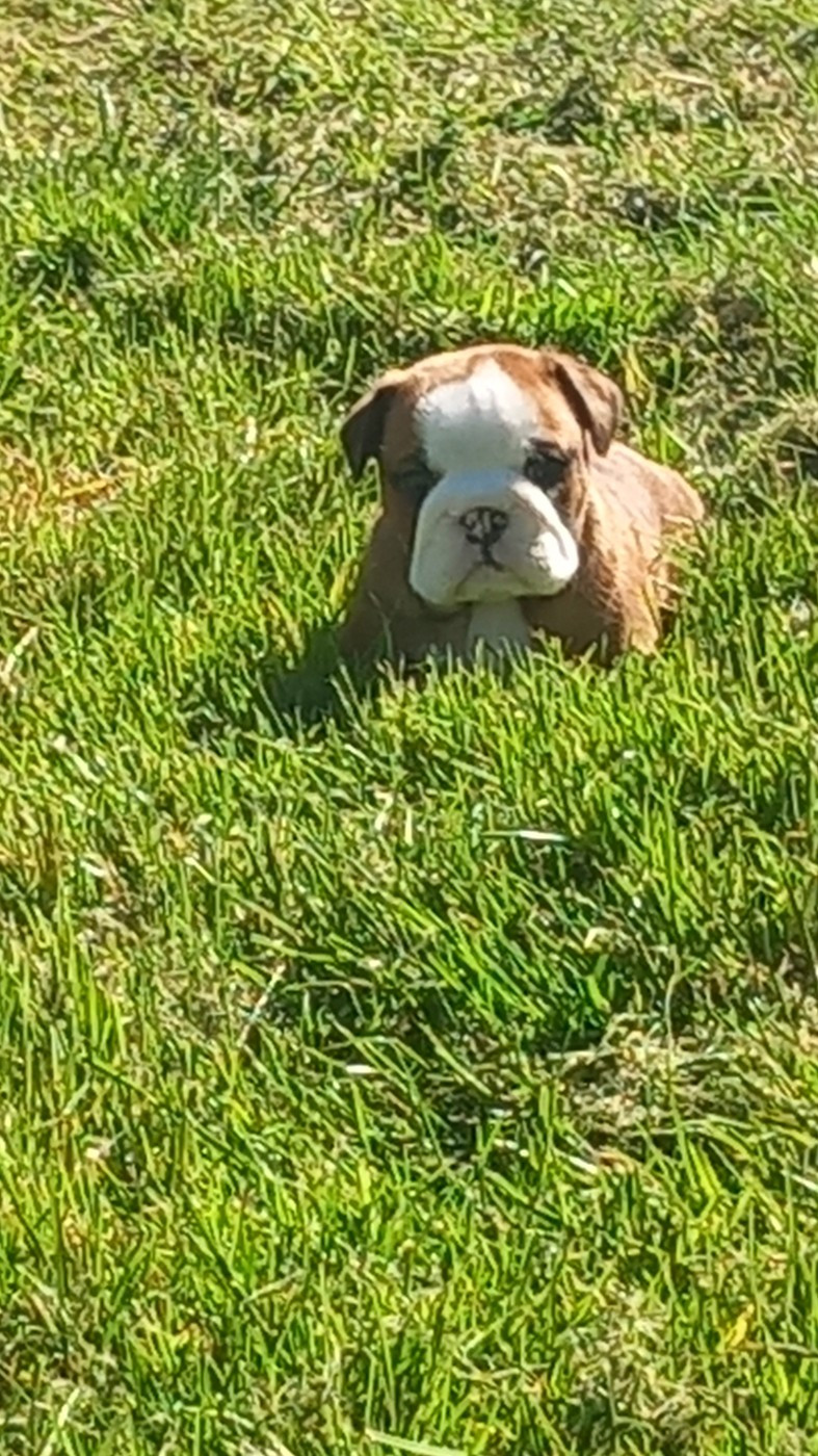 Stocky Family - Chiots disponibles - Bulldog Anglais