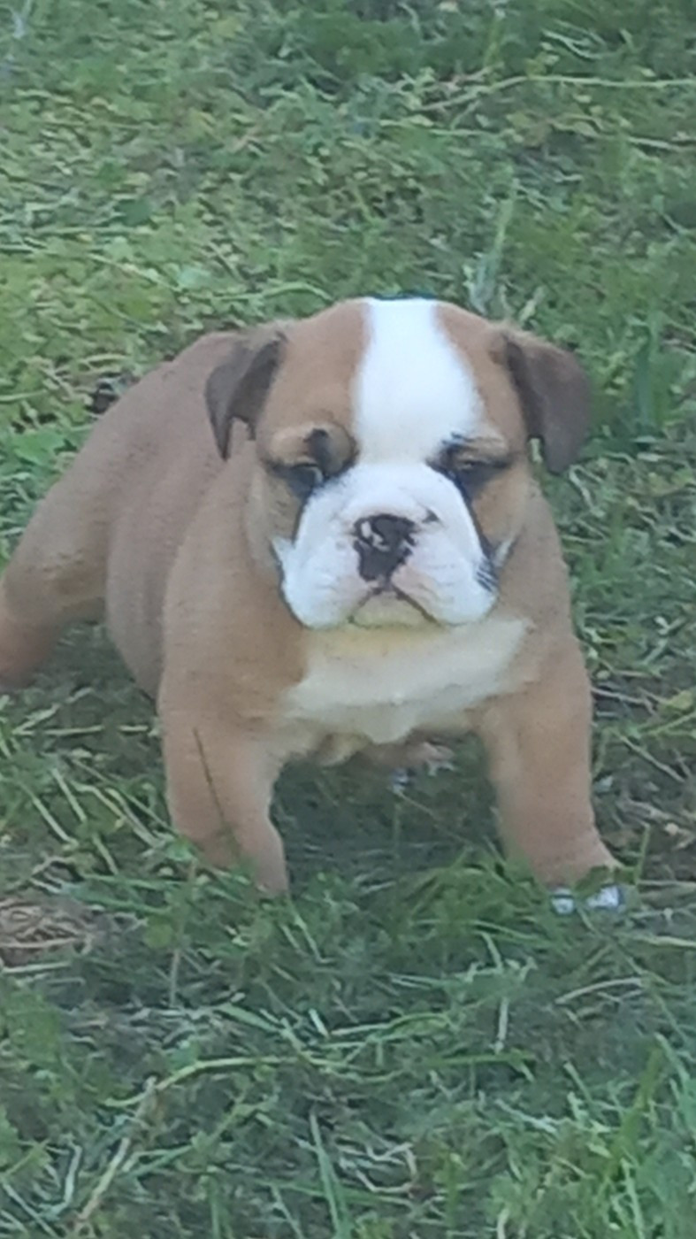 Stocky Family - Chiots disponibles - Bulldog Anglais