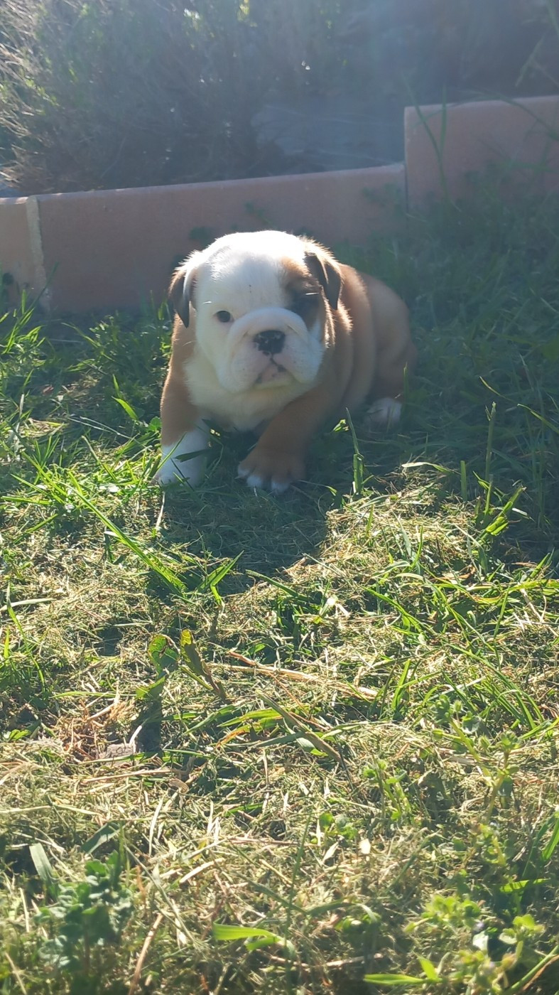 Stocky Family - Chiots disponibles - Bulldog Anglais