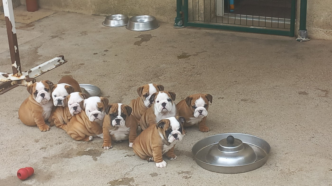 Chiot Bulldog Anglais Stocky Family