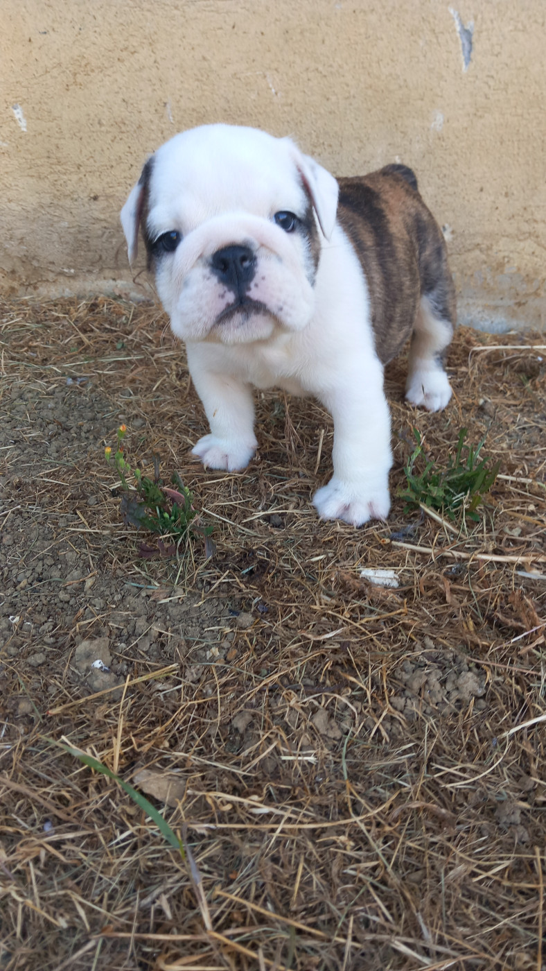 Stocky Family - Chiots disponibles - Bulldog Anglais