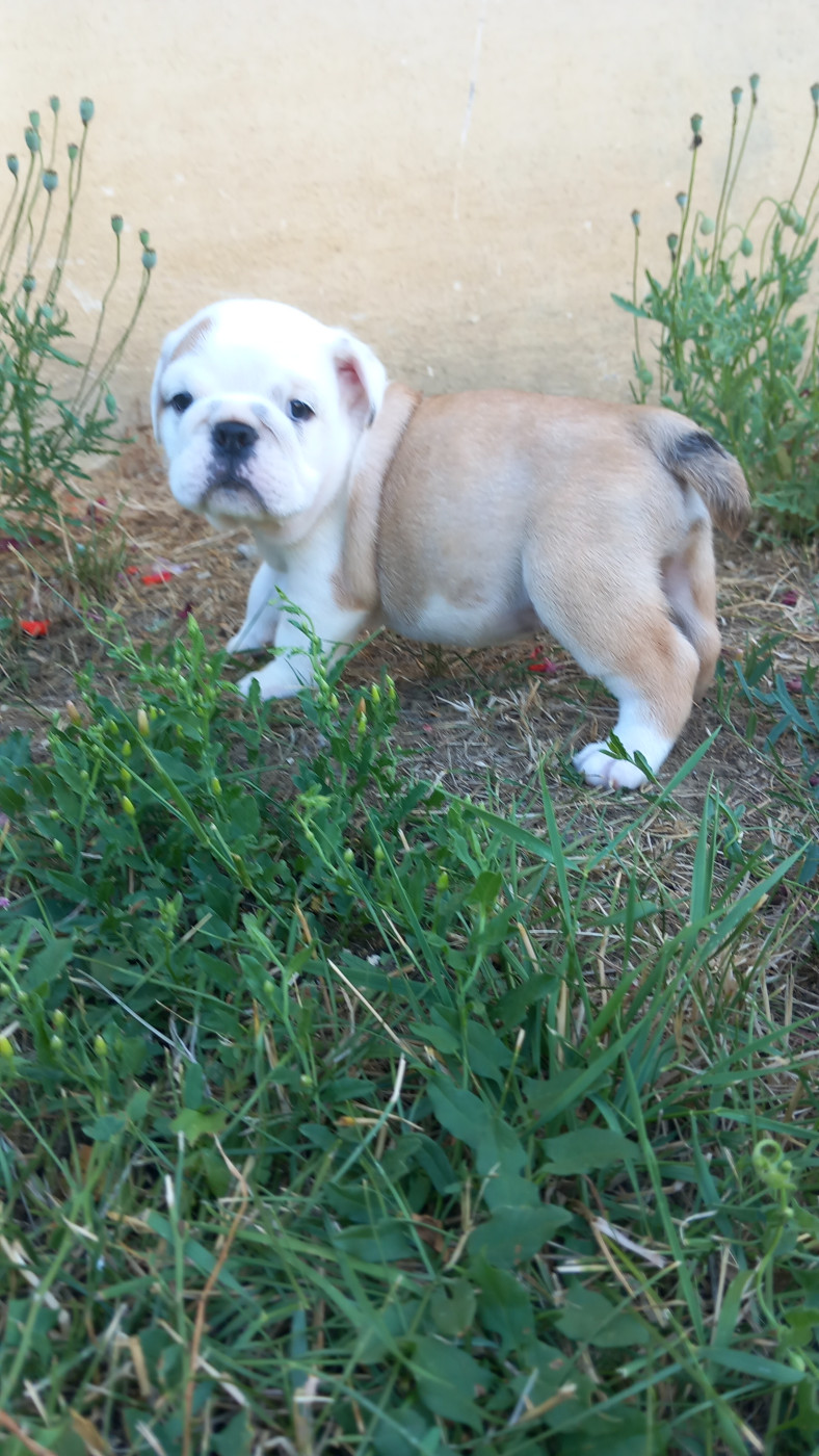 Stocky Family - Chiots disponibles - Bulldog Anglais