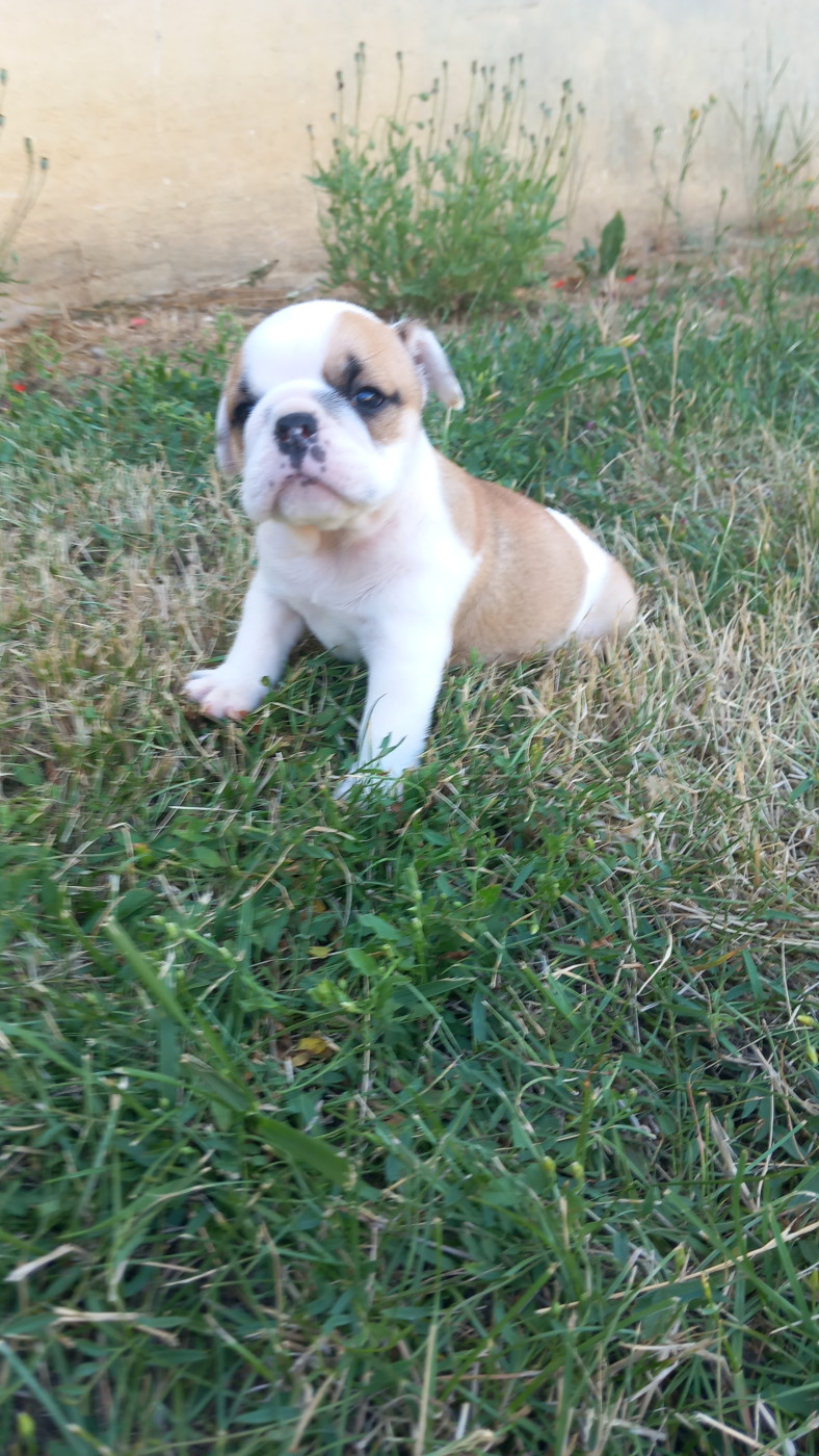 Stocky Family - Chiots disponibles - Bulldog Anglais