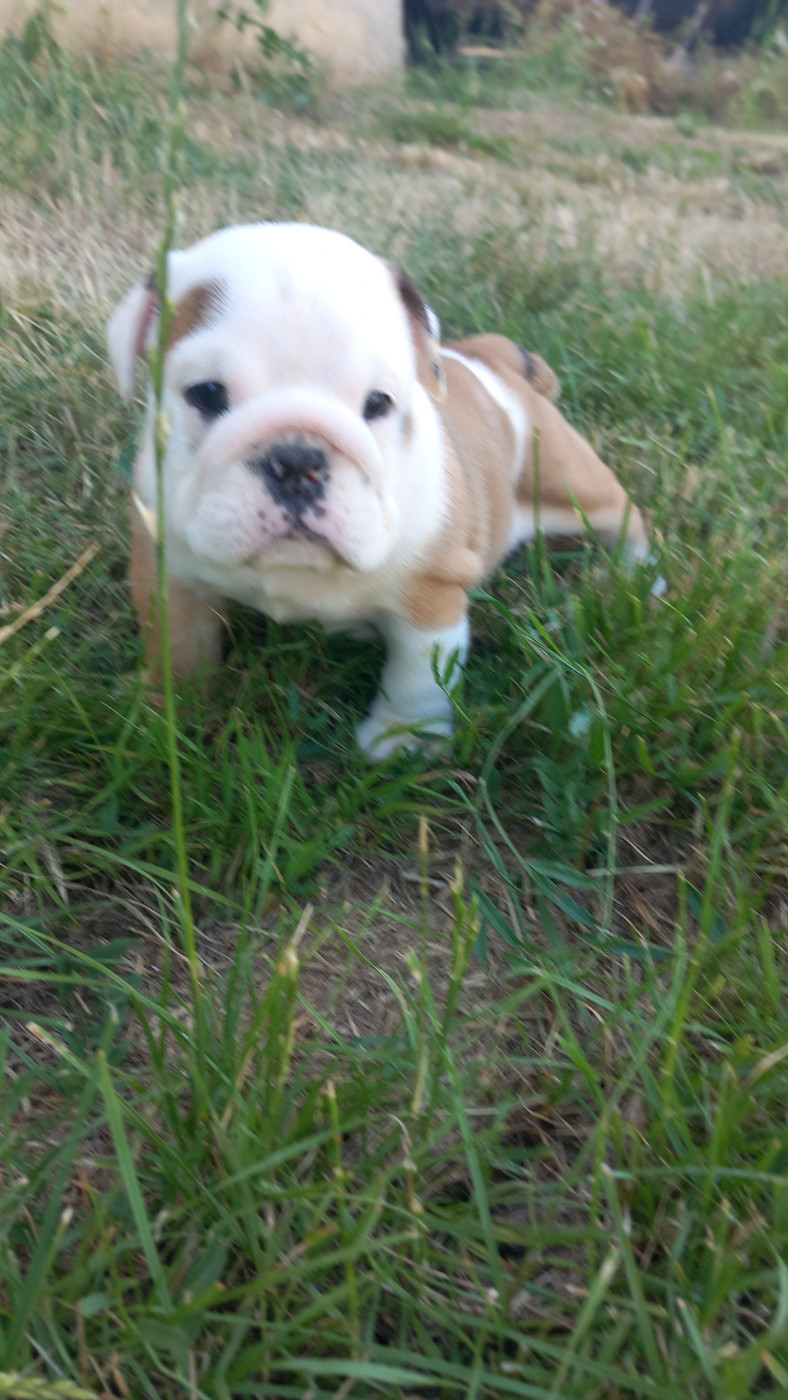 Stocky Family - Chiots disponibles - Bulldog Anglais