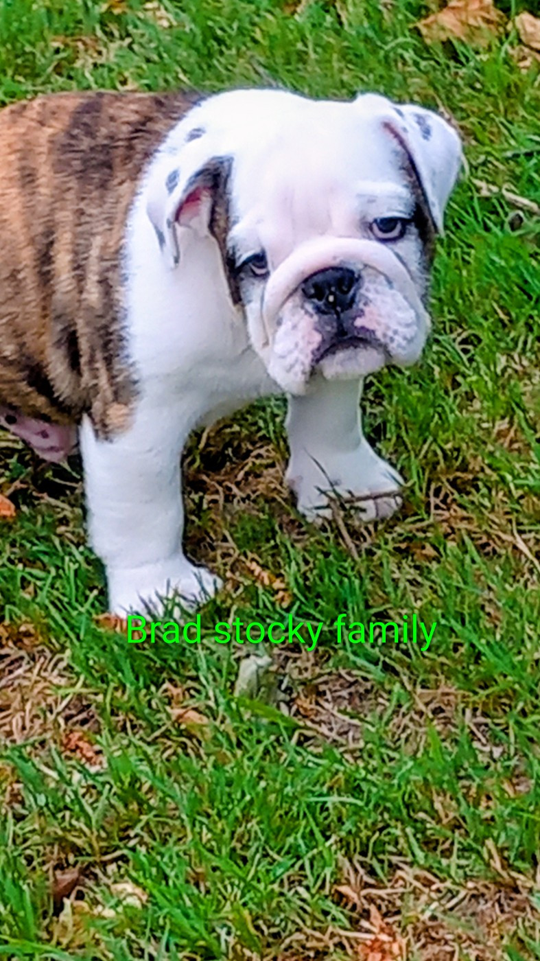 Stocky Family - Chiots disponibles - Bulldog Anglais