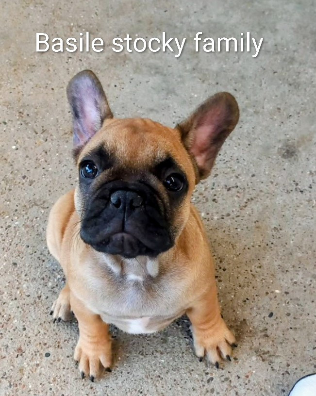 Stocky Family - Chiots disponibles - Bouledogue français
