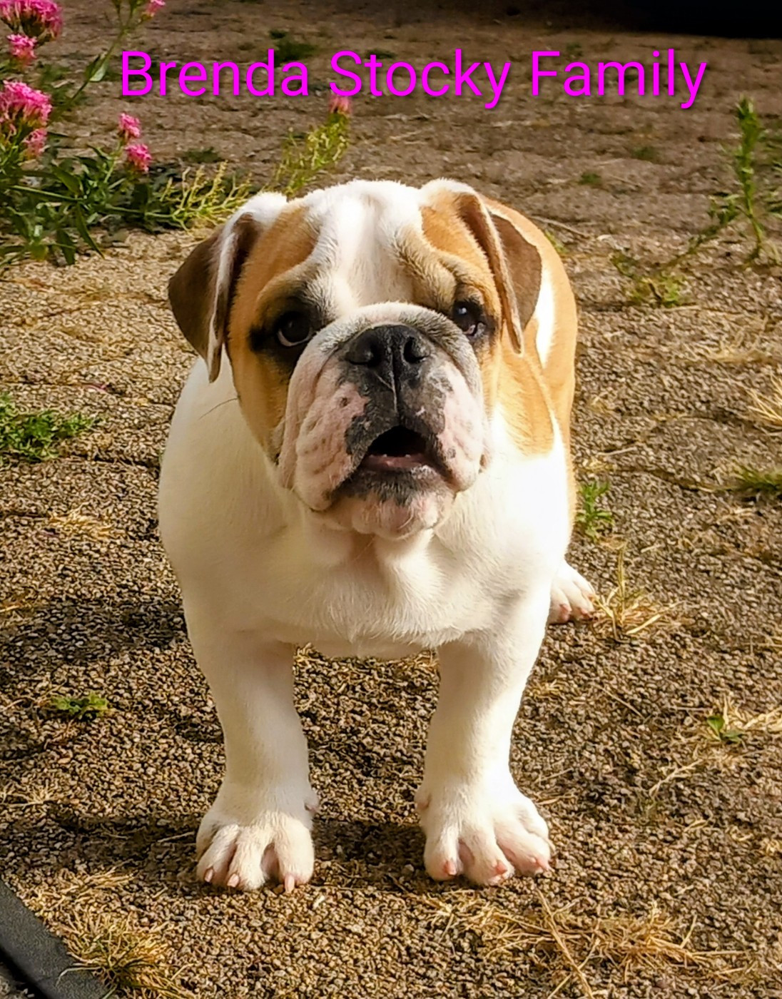 Stocky Family - Chiots disponibles - Bulldog Anglais