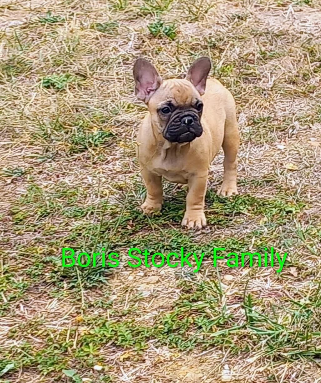 Stocky Family - Chiots disponibles - Bouledogue français