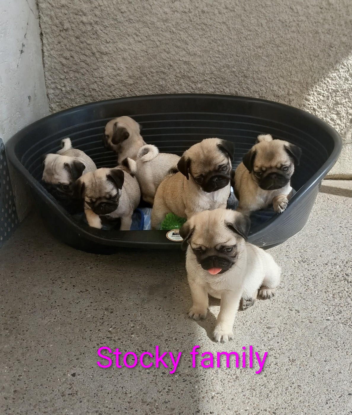 Chiot Carlin Stocky Family