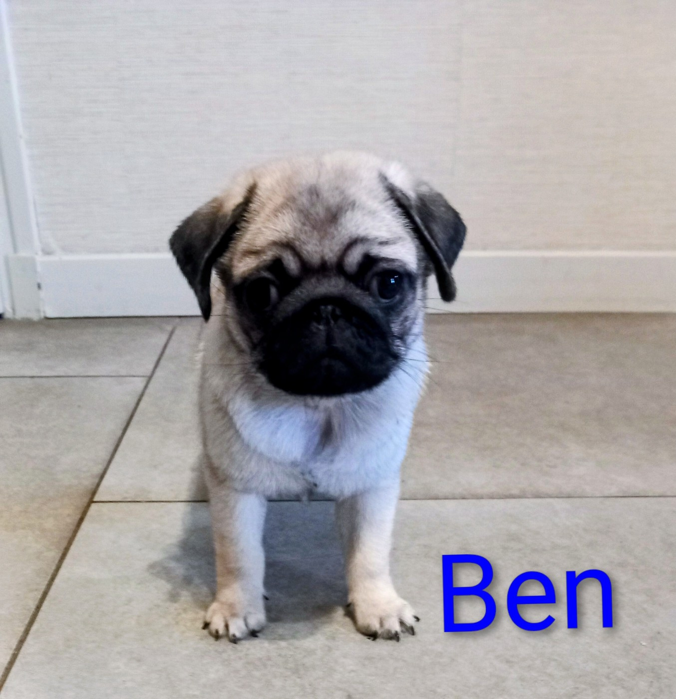 Stocky Family - Chiots disponibles - Carlin