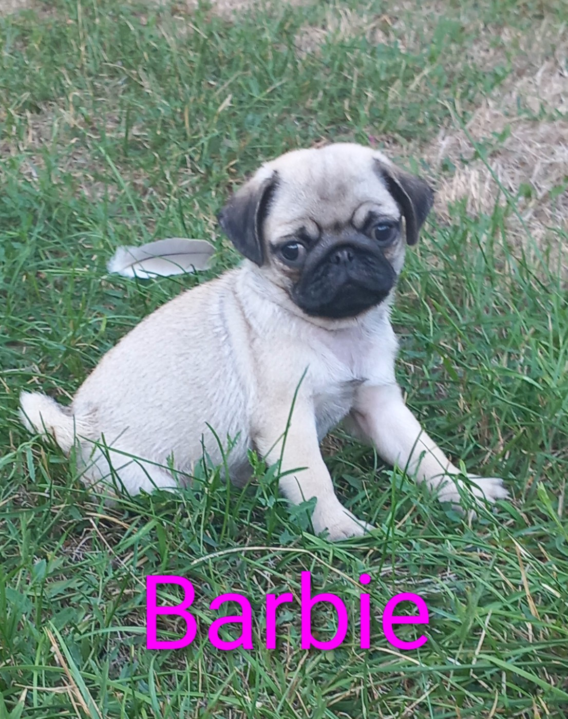 Stocky Family - Chiots disponibles - Carlin