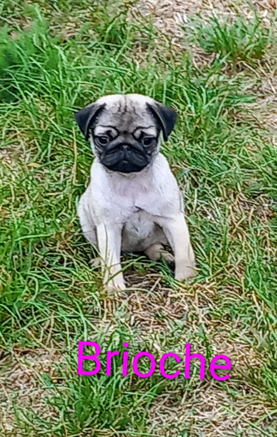 Stocky Family - Chiots disponibles - Carlin