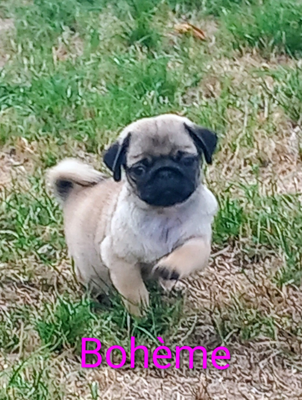 Stocky Family - Chiots disponibles - Carlin