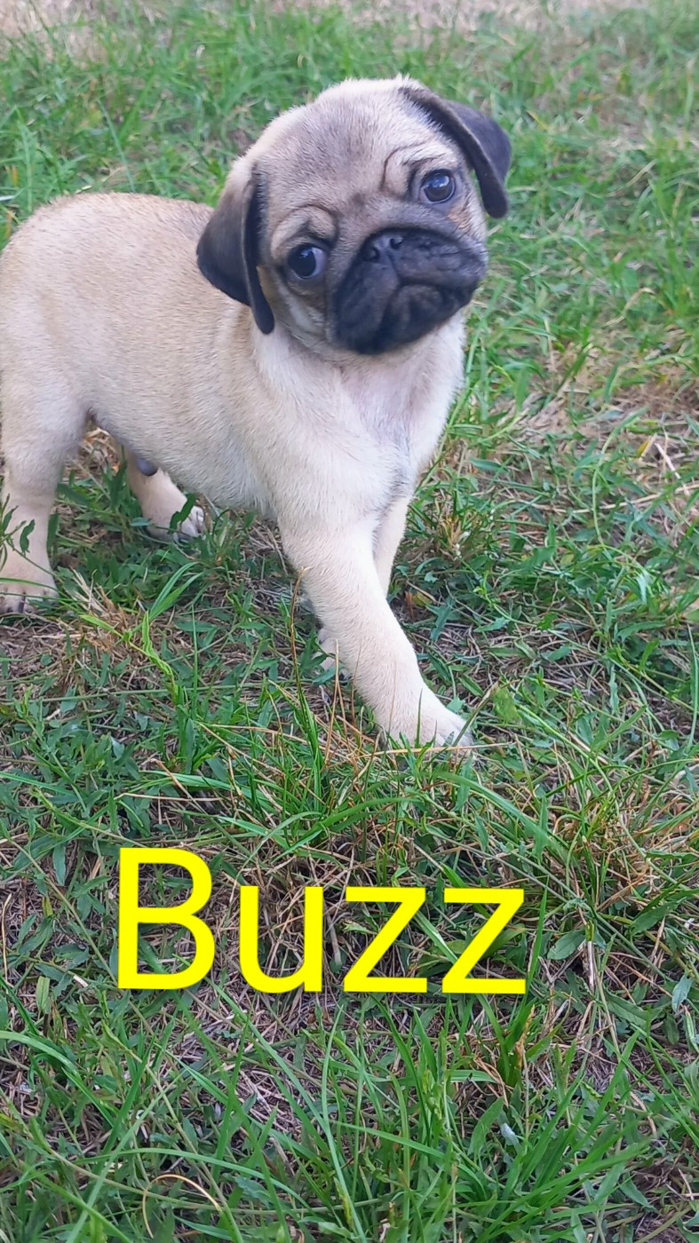 Stocky Family - Chiots disponibles - Carlin