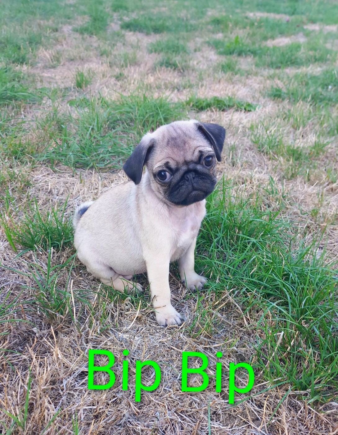 Stocky Family - Chiots disponibles - Carlin