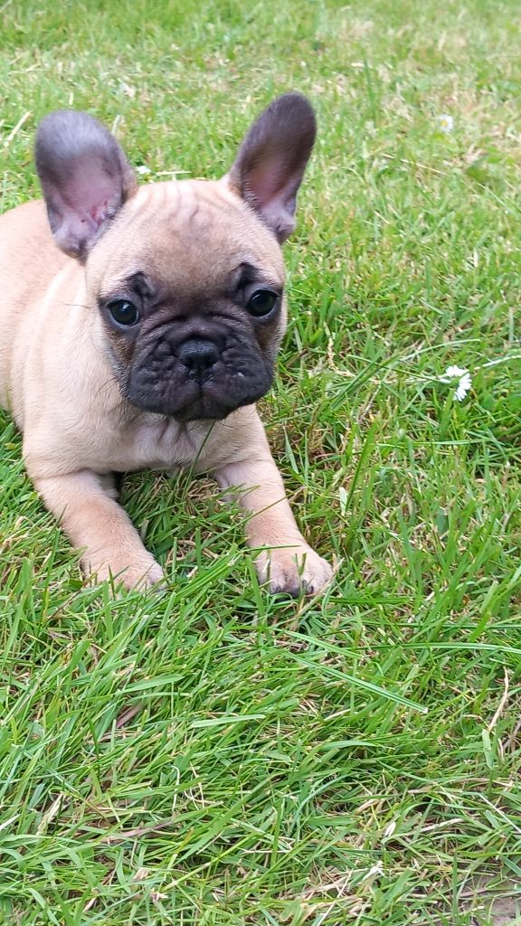 Stocky Family - Chiots disponibles - Bouledogue français