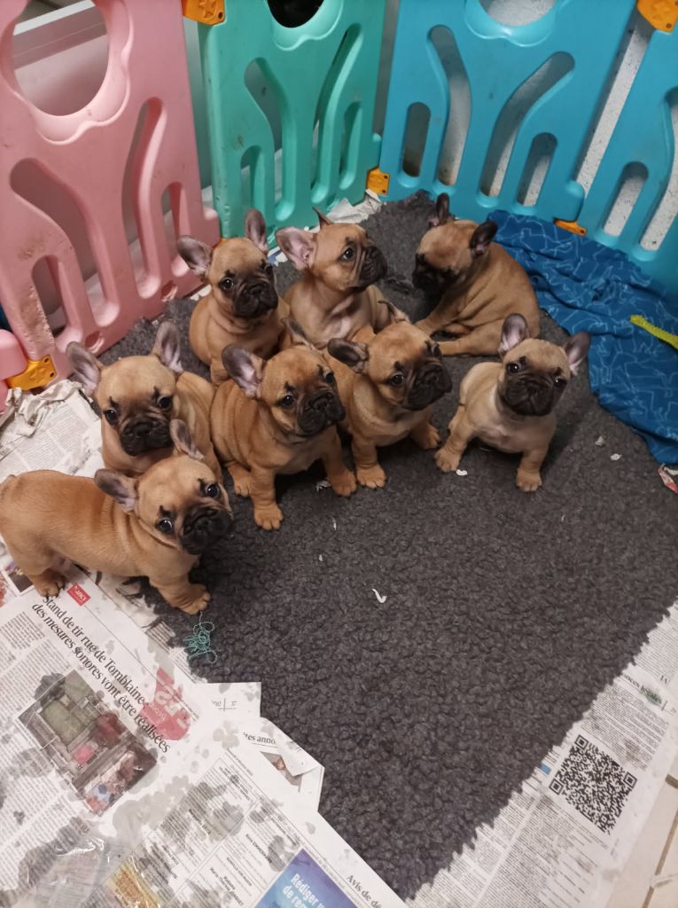 Chiot Bouledogue français Stocky Family