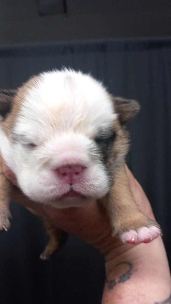 Stocky Family - Chiots disponibles - Bulldog Anglais