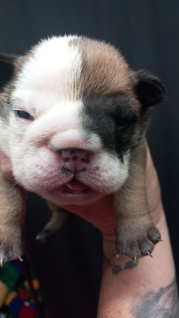 Stocky Family - Chiots disponibles - Bulldog Anglais