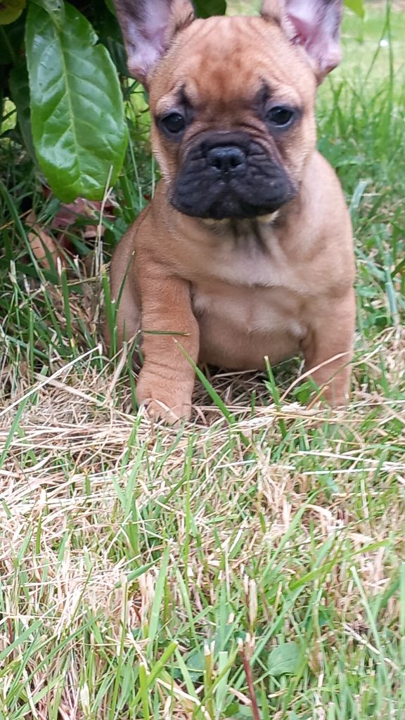 Stocky Family - Chiots disponibles - Bouledogue français