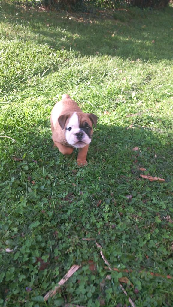 Stocky Family - Chiots disponibles - Bulldog Anglais