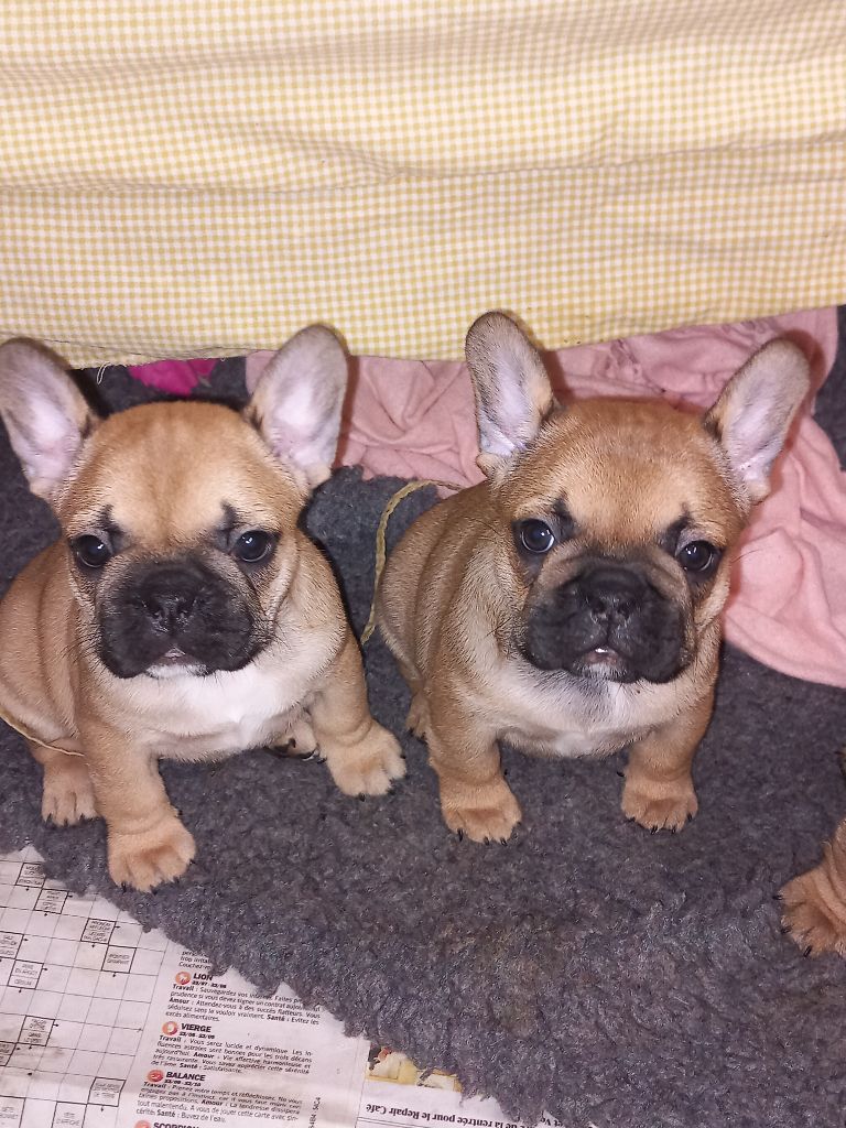 Stocky Family - Chiots disponibles - Bouledogue français