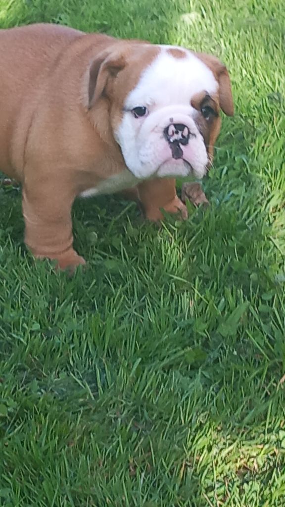Stocky Family - Chiots disponibles - Bulldog Anglais