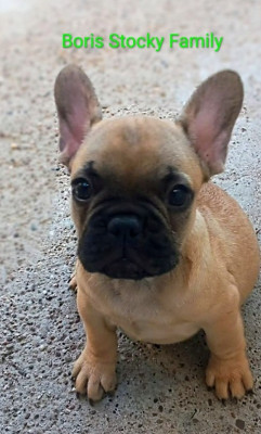 Boris