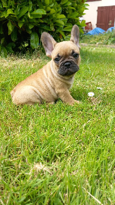 ACHILLE 